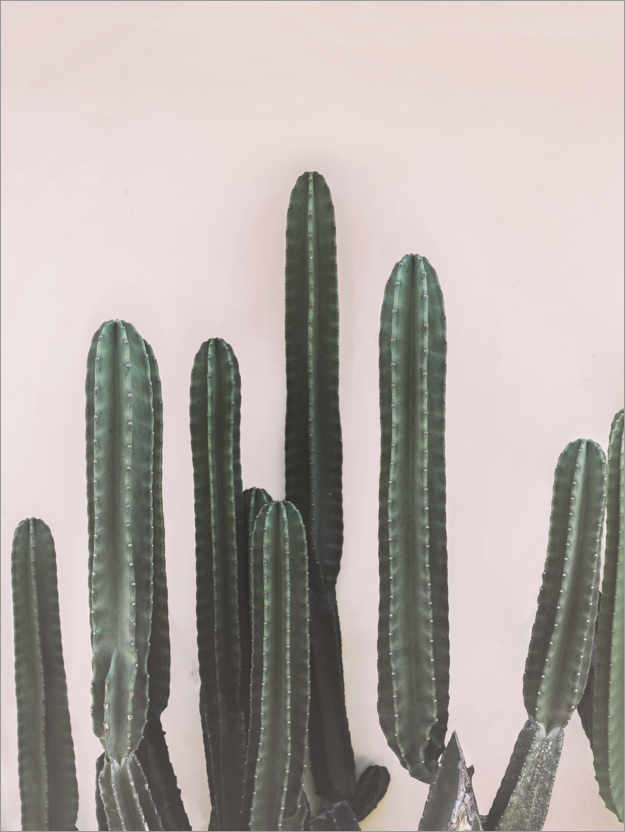 Plakat Mexicansk kaktus
