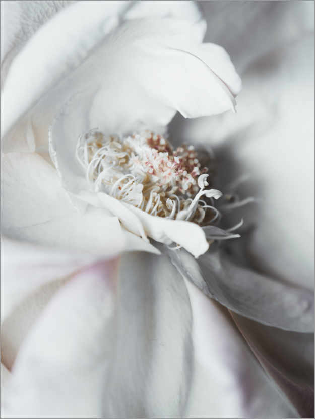 Plakat Elegant blomst