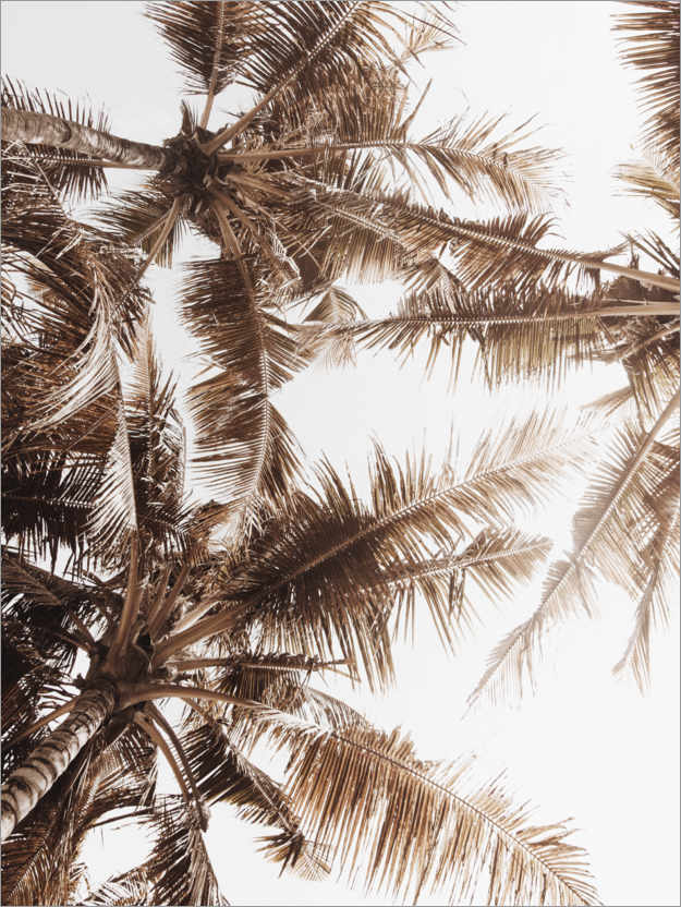 Plakat Gyllen palme V