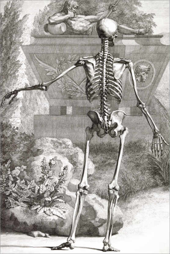 Plakat The bone skeleton, rear view (Plate II)