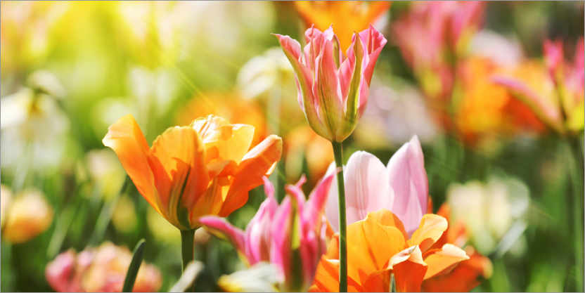Plakat Pink and orange tulips