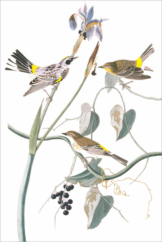 Plakat Crown Warbler