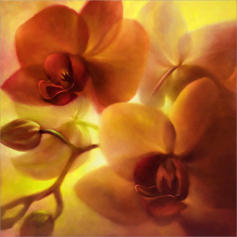 Plakat Orchids I