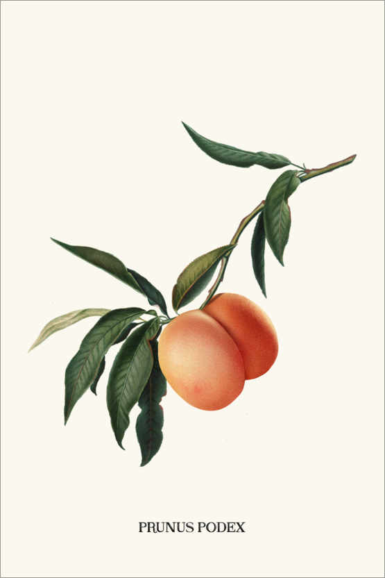 Plakat Peachy