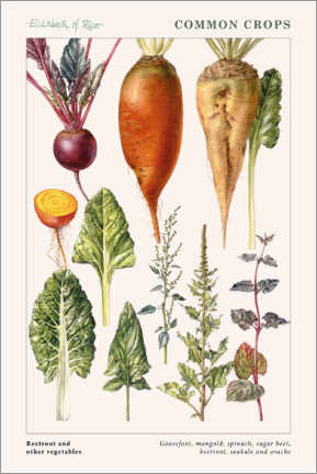Akrylbilde  Beetroot and other vegetables - Elizabeth Rice