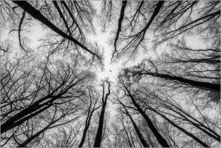 Akrylbilde  In the Forest - Ramdan Rashid