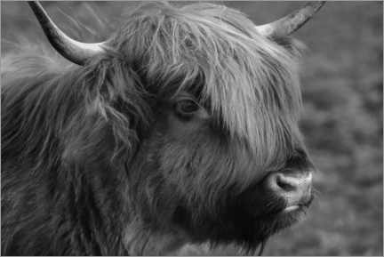 Lerretsbilde  Highlander - Scottish highland cattle - Martina Cross