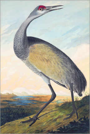 Plakat Canada crane