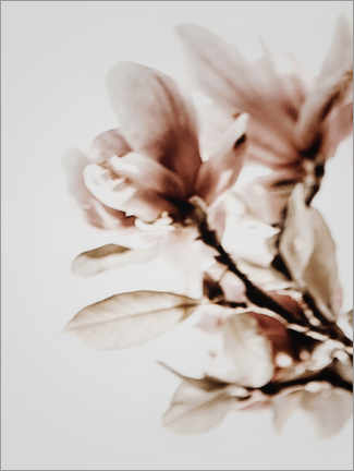 Akrylbilde  Magnolia i blom - Magda Izzard
