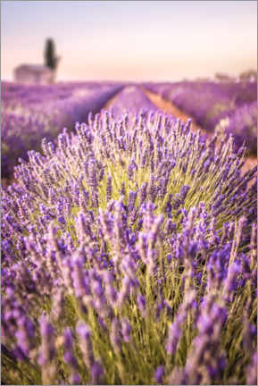 Selvklebende plakat  Lavender field in Provence - Christian Müringer