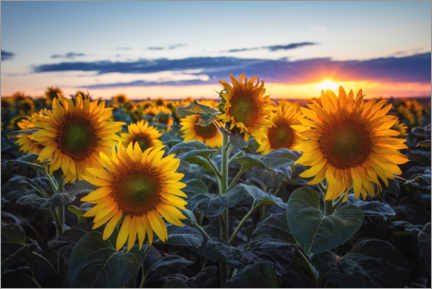 Akrylbilde  Sunflowers - Steffen Gierok