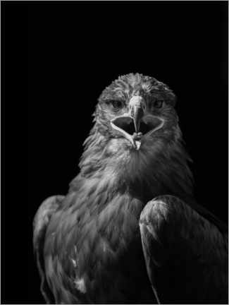 Lerretsbilde  Majestical eagle - Paul Heasman