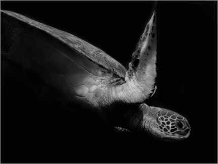 Akrylbilde  Portrait of a sea turtle - Robin Wechsler