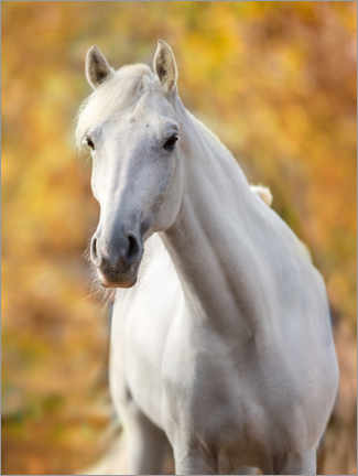 Plakat White horse in autumn leaves