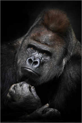 Aluminiumsbilde  Pensive Gorilla - Mikhail Semenov