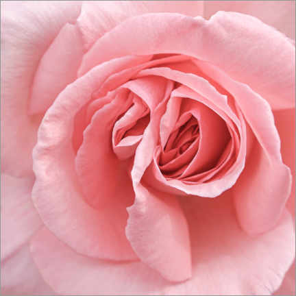 Plakat  Delicate pink rose - Henrike Schenk