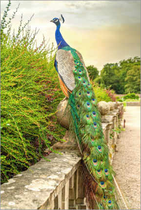 Akrylbilde  Peacock in the garden - Olaf Protze