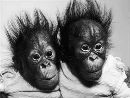 Trebilde  Orangutan babies - Toni Angermayer
