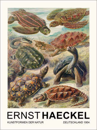 Lerretsbilde  Kunstformen Der Natur - Chelonia Schildkröten - Ernst Haeckel