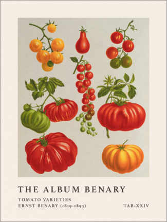 Lerretsbilde  The Album Benary - Tomato Varieties - Ernst Benary