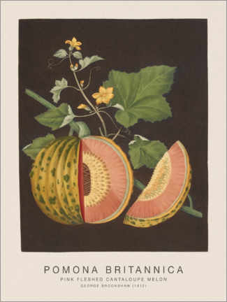Aluminiumsbilde  Pomona Britannica - Pink Fleshed Cantaloupe Melon - George Brookshaw