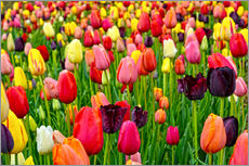 Selvklebende plakat  tulips in spring - Claudia Moeckel