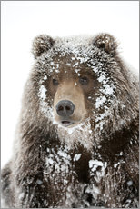 Selvklebende plakat  Frosty Bear - Doug Lindstrand