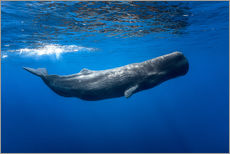 Selvklebende plakat  Sperm whale - Barathieu Gabriel