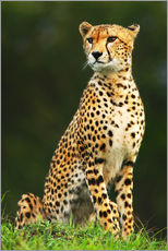 Galleriprint  Portrett av en afrikansk gepard
