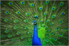 Selvklebende plakat  beautiful peacock with feathers