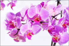 Galleriprint  Beautiful pink-magenta orchid