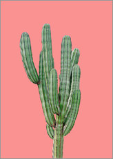 Selvklebende plakat  Kaktus foran rosa bakgrunn - Finlay and Noa