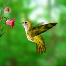 Selvklebende plakat  Kolibri drikker nektar fra en blomst