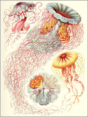 Galleriprint  Maneter (Kunstformen der Natur: Discomedusae, plansje 8) - Ernst Haeckel