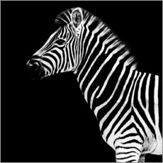 Selvklebende plakat  Zebra, svart bakgrunn - Philippe HUGONNARD