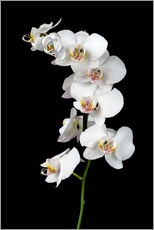 Selvklebende plakat  White orchid on a black background