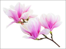 Galleriprint  Branch of pink magnolia