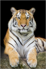 Selvklebende plakat  Sumatran Tiger