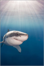 Galleriprint  Great white shark - Dave Fleetham