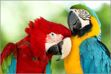 Galleriprint  cuddling macaws