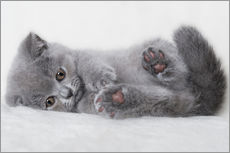 Selvklebende plakat  Britisk korthår kattunge 23 - Heidi Bollich