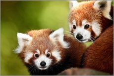 Selvklebende plakat  Red Pandas - Gérard Lacz