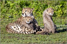 Galleriprint  Cheetah mother and babies - Ralph H. Bendjebar