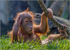 Galleriprint  orang-utan - WildlifePhotography
