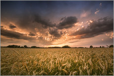 Selvklebende plakat  Grain field | After the storm - Kristian Goretzki