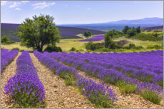 Akrylbilde  Lavender fields of Provence - Jürgen Feuerer