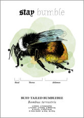 Selvklebende plakat  Anatomi av buff-tailed Bumblebee - Velozee