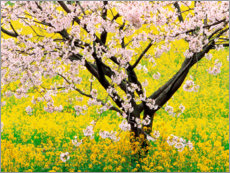 Akrylbilde  Blomstrende kirsebærtre i gult felt