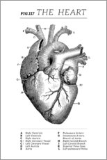 Plakat Hjertet (engelsk)