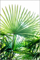 Plakat Palmeblader